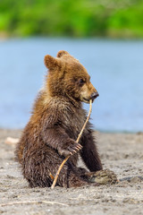 Obraz premium Ruling the landscape, brown bears of Kamchatka (Ursus arctos beringianus)