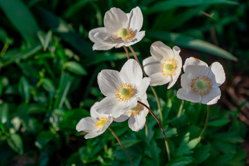 Beautiful blooming white anemone flowers growing in the garden. Spring nature. 