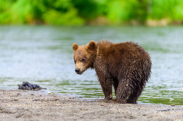 Obraz premium Ruling the landscape, brown bears of Kamchatka (Ursus arctos beringianus)