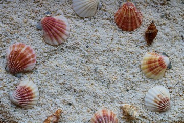 砂浜　貝　海辺　風景　イメージ