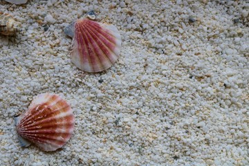 砂浜　貝　海辺　風景　イメージ