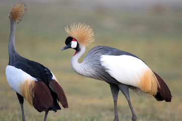 Crowned cranes in african savanna