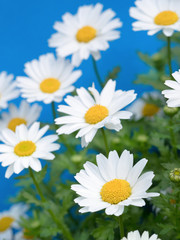 ノースポールの花