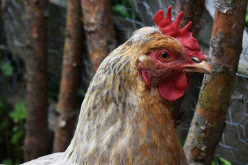 Henne, Kopf eines Huhns