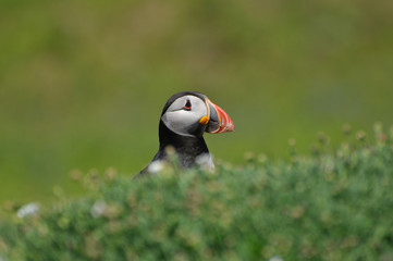 Face to face with Atlantic puffin Fratercula arctica