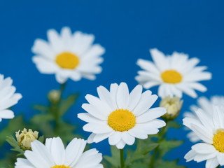 Fototapeta premium ノースポールの花