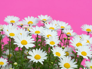 Obraz premium ノースポールの花 