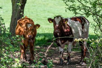 Cows in British countryside