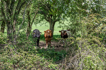 Cows in British countryside © Katie