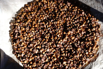 Betel nuts are drying under sunshine