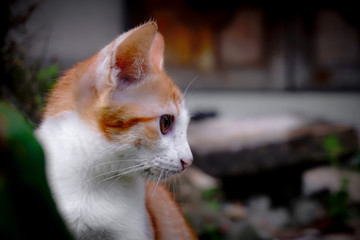 portrait of a cat looking right side