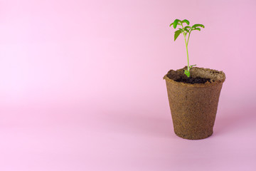 Fototapeta premium Seedlings of one tomato in a peat cup. The concept of better safe relationship with nature and using natural materials