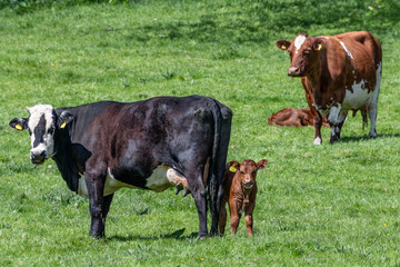 British cows
