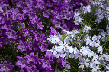 Glockenblumen und Phlox