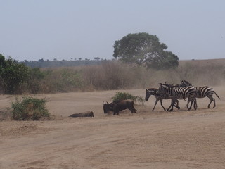 Fototapeta premium Animals rushing to the river, Safari, Game Drive, Maasai Mara, Kenya