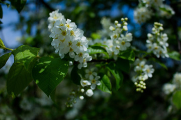 white flowers of a tree blossoms