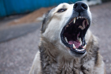 portrait of a dog alabai bark