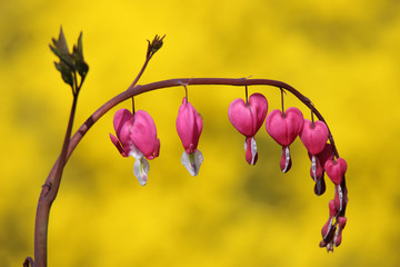 Beautifully blooming hearts in spring