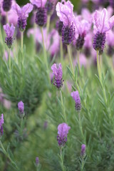 Blühender Schopflavendel (Lavandula stoechas)