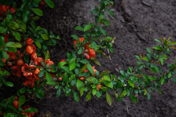 japonica bush Red flowers quince