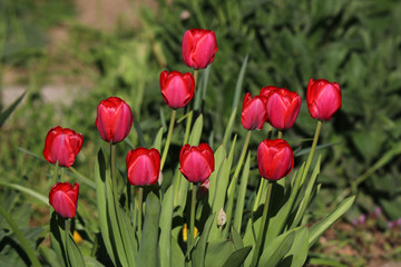 Beautifully blooming tulips in spring in the garden