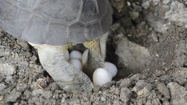 Mother Turtle laying Eggs