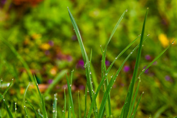 In the Morning dew on the grass