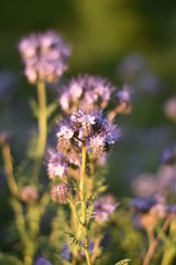 Rainfarn-Phazelie (Phacelia tanacetifolia)
