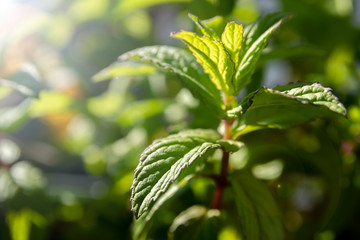Fresh mint leaves on a twig. Close up and macro with bright sun light and lens flare on green background