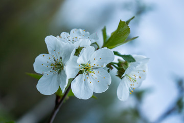 white flowers of a tree blossoms