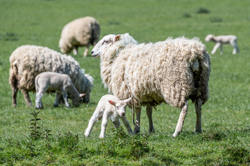Obraz na płótnie Canvas Sheep in Spring