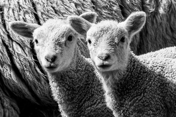 Obraz premium Sheep in Spring