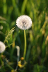 Löwenzahn (Taraxacum sect. Ruderalia)
