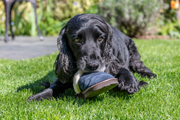 Working cocker spaniel dog