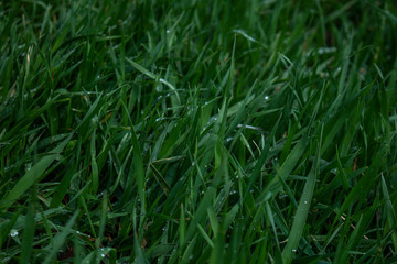green grass in the wind