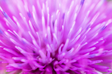 Close-up texture of a pink flower. Can be used as a background. Soft focus.