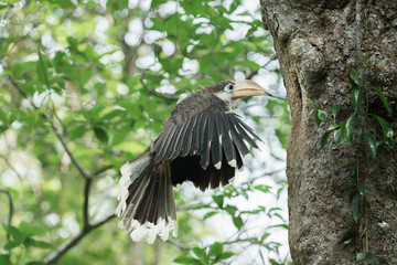 Austen's brown hornbill carry pray to its nest in Khaoyai National Park