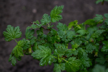 close up of green leaves currant bush