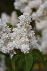 Bl&uuml;hender Flieder (Syringa)