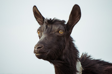 Black goat portrait in a field deep eyes