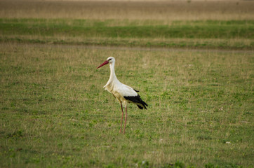 Obraz na płótnie Canvas White and black stork walking in a field