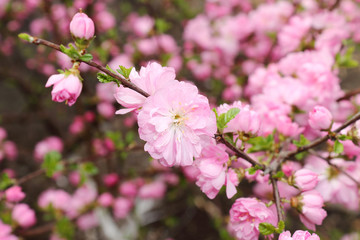 Pink flowering almonds in the spring , Altai, Russia
