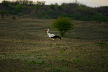 White and black stork walking in a field