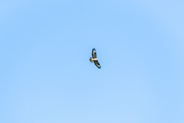 British Birds