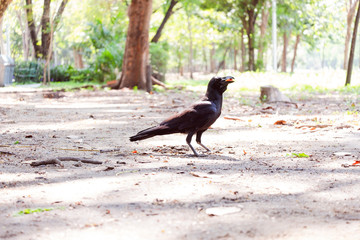 One crow bird holding food in the mouth
