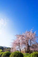 京都　円山公園の枝垂れ桜