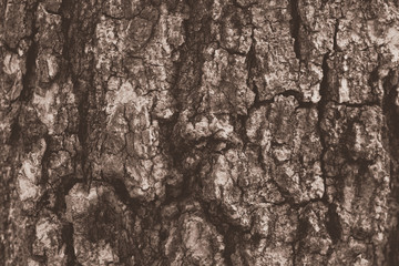 Fototapeta na wymiar Tree bark texture background. Sepia tone.