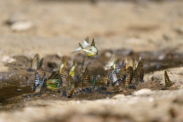 butterfly in Khaoyai national Park Thailand