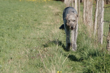 Irischer Wolfshund
