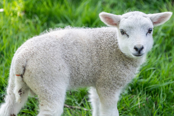 Naklejka na ściany i meble Sheep in springtime